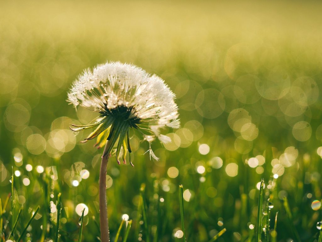 flower, dandelion, dew, meadow, wildflower, flower background, seed head, blowball, common dandelion, flower wallpaper, bloom, blossom, flowering plant, plant, taraxacum, flora, close up, macro, beautiful flowers, nature, wet