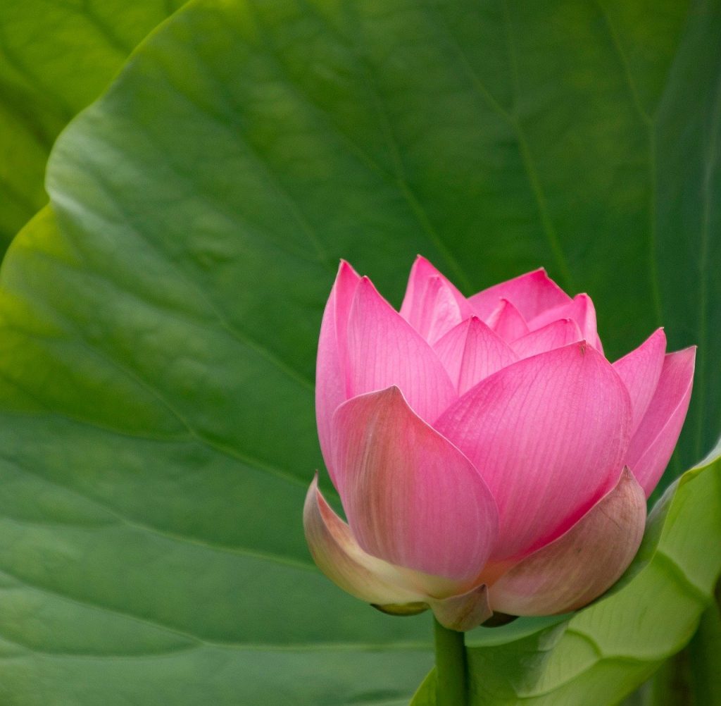 lotus, flower, plant, bloom, flora, petals, blossom, flower background, pink, green, nature, summer, serene, beautiful, natural, botanical, garden, leaf, beautiful flowers, bright, flower wallpaper, fresh, calm