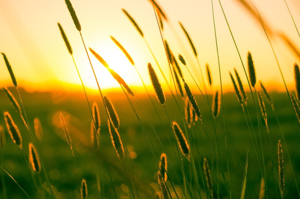 summer, dusk, twilight, grasses, atmosphere, scenic, green, yellow, orange, culm, romantic, sunset, outdoors, nature, summer, summer, summer, summer, summer, romantic