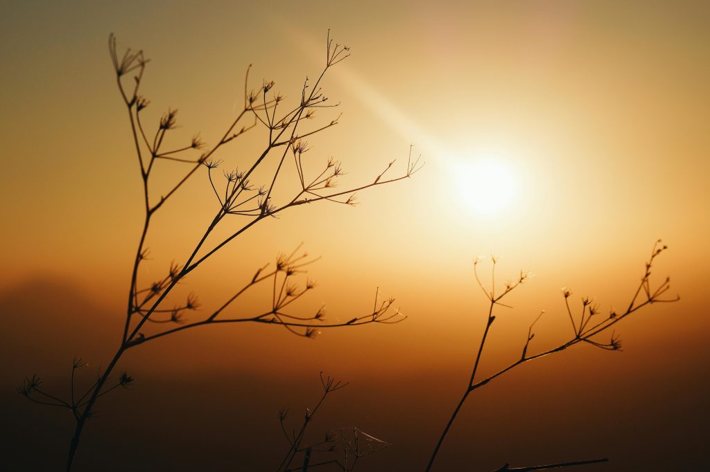Silhouette of delicate plants against a beautiful orange sunrise.